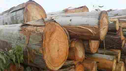 Eucalyptus/Nilgiri Wood Timber logs