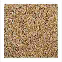Wheat Bhaliya