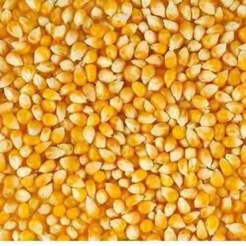 Yellow Maize Seeds With High Antioxidant value