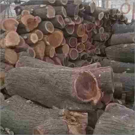Babul Wood logs
