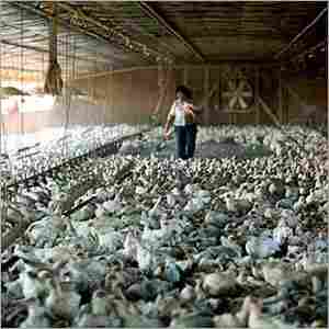 Chicken Poultry Farm