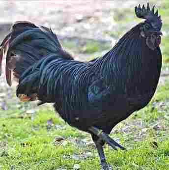 Desi Kadaknath Black Chicken