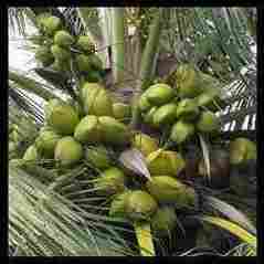 Tall Variety Coconut Seedlings