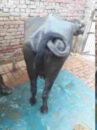 Dudharu Buffalo For Dairy