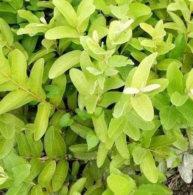 Green Guava Plant For Nursery