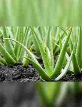 Natural Herbal Green Aloevera