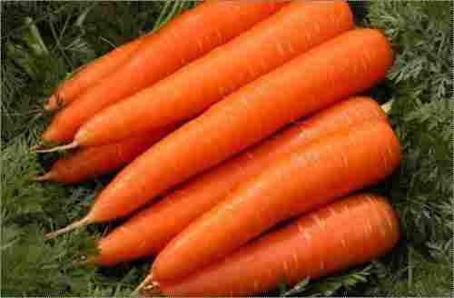Viet Nam Frozen Carrot