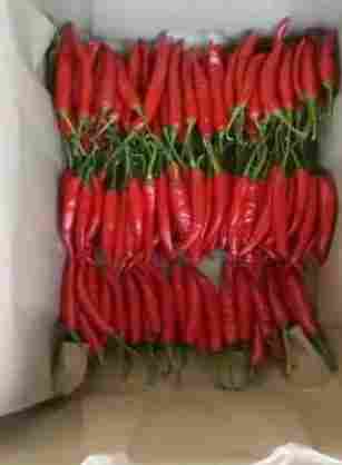Without Stem Fresh Red Chillies