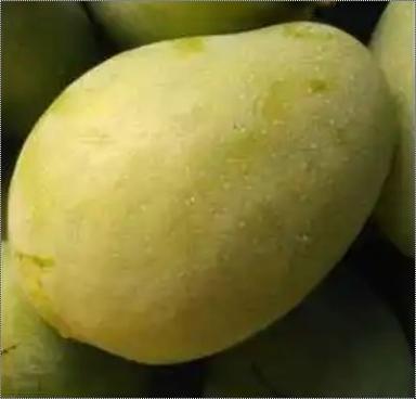 Green Banganapalli Juicy Tasty Mangoes 
