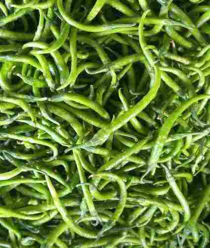 Export Quality Fresh Green Chilli