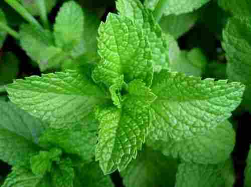 Natural Green Mint Leaves