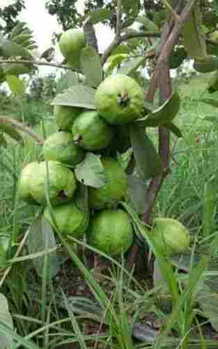 Thai Guava Bihi Plant