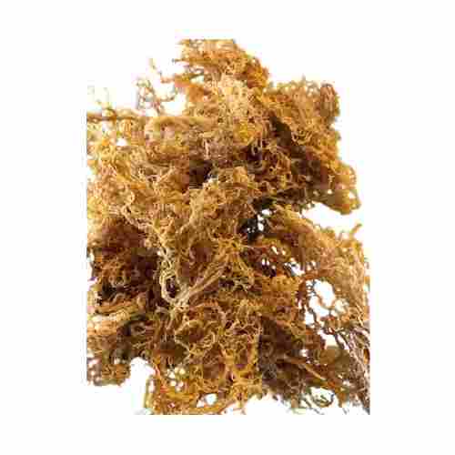 Gold Irish Sea Moss