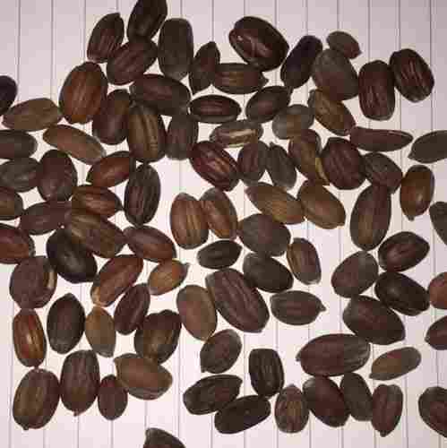 Natural Dried Jojoba Seeds