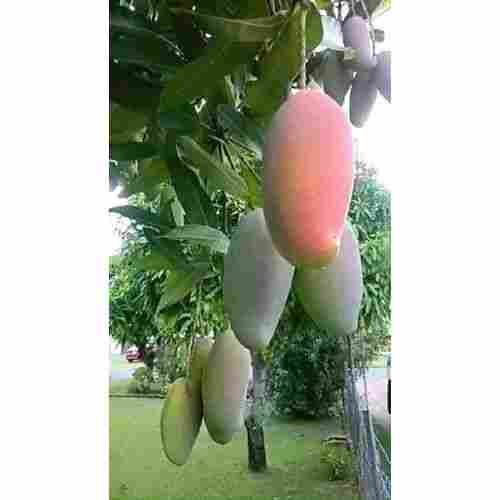 Organic Fresh Mango Plant