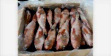 Block Frozen Red Grouper Fish