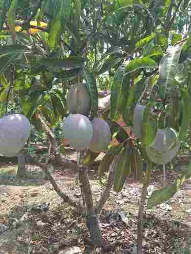 Fresh Fruits Mango (Fully Matured)