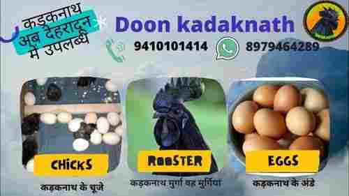 Doon Kadaknath Rooster Chicken