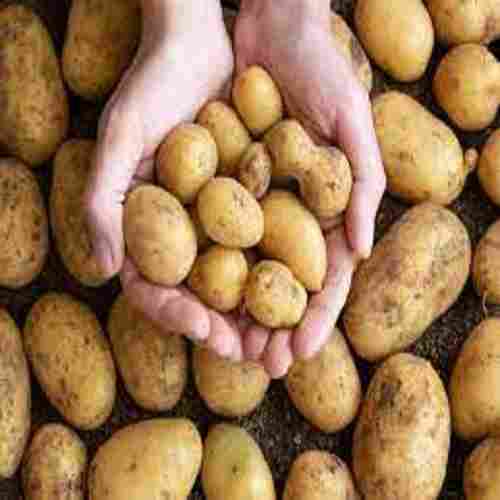 A Grade 100% Farm Fresh and Organic Potatoes for Cooking and Chips