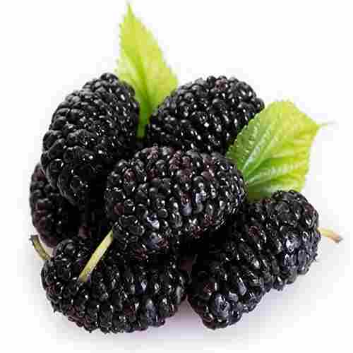 Black Color Fresh Mulberry Fruit Good For Diabetic Patients