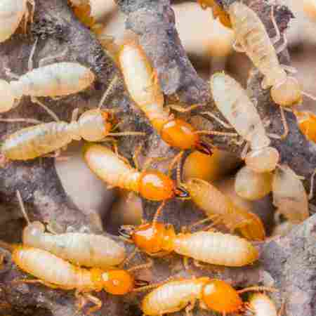 Cocroaches Pest Control Services