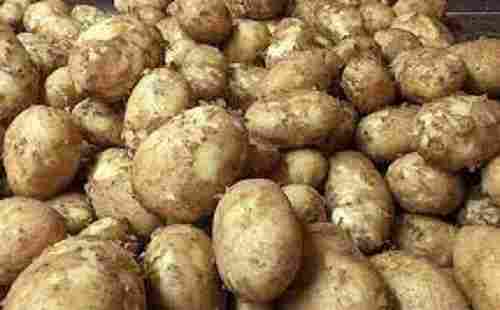 Healthy Glucose Level And High In Antioxidant And Vitamins B Fresh New Potato 