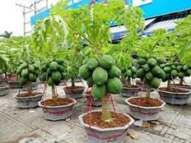 Fresh Breed Well-Watered Natural Green Papaya Plant For Gardening  Shelf Life: 6 Months