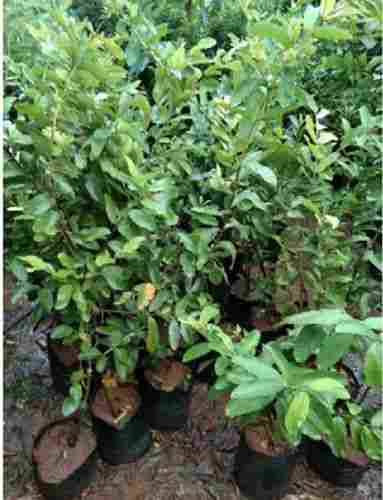 Easy To Grown Well Watered Taiwan Green Guava Plants For Agricultural (1 Feet)