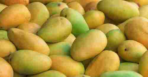 Commonly Cultivated A Grade Raw And Whole Fresh Kesar Mangoes