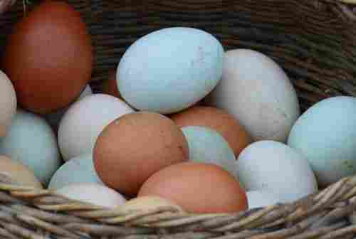 70 Grams, 2.5 Ounces Farm Fresh Duck Eggs