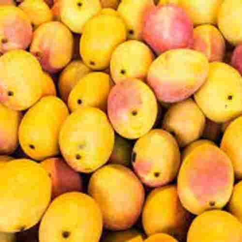 Indian Originated Nutritious Chemical Free And Naturally Ripened Alphonso Mangoes 