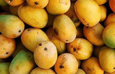 Common Fresh And Natural Yellow Sweet Langra Mango For Delicious And Tasty Snack
