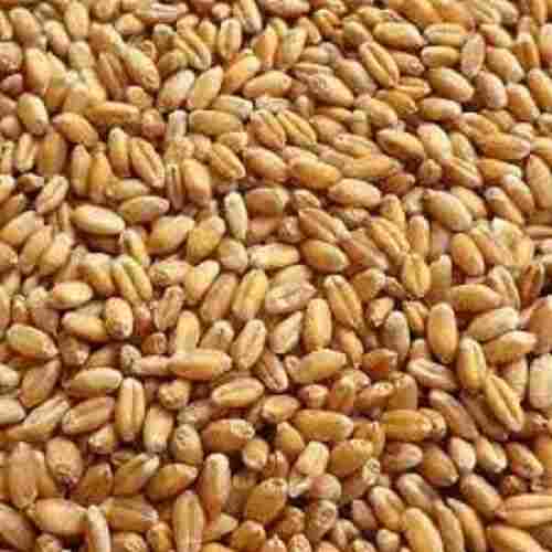 Chemical And Preservatives Free Rich Nutrients Organic Wheat Grain Seeds
