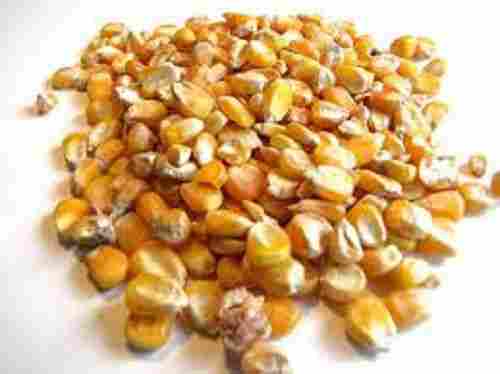 Organic Protein Enriched Dried Maize Healthcare Supplements For Cattle Feed