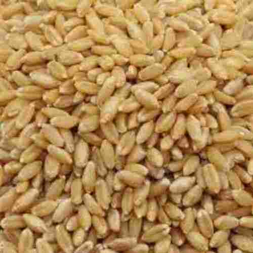 Vitamin B6 And Minerals Enriched Organic Indian Whole Lokwan Wheat Grains