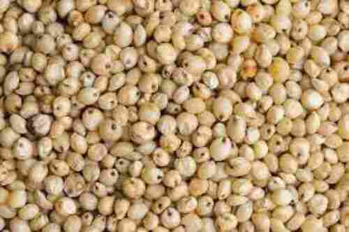 High In Fibre Cholesterol Free Natural White Fresh Whole Grain Jowar/Sorghum Seeds