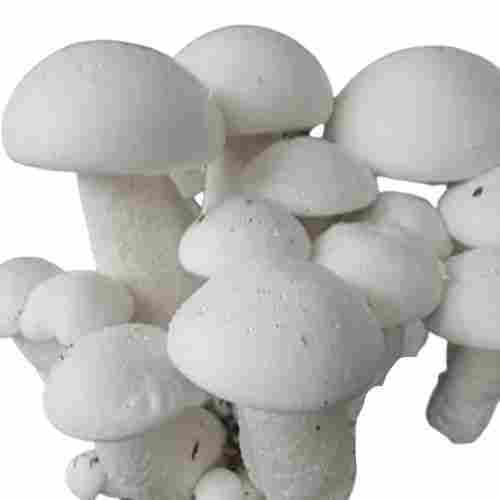 A Grade Commonly Cultivated Raw And Whole Fresh Milky Mushroom