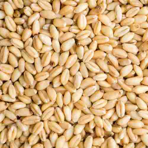 Pure And Dried Commonly Cultivated Organic Wheat Seeds