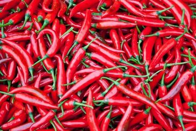 Raw Spicy Taste Enact Aroma Hot Red Whole Organic Dried Chili Peppers