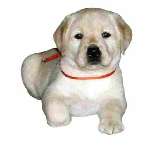 Trained White And Golden Lebrador Breed Female Pet Dogs For Indoor Outdoor
