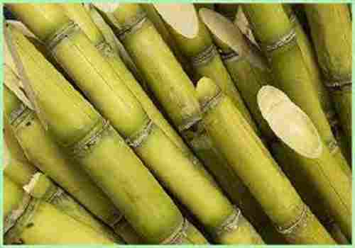 Healthy And Fresh Sweet Sugarcane