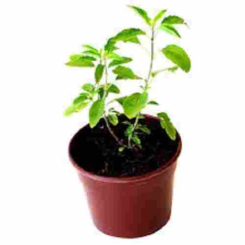 Natural And Fresh 3 Centimeter Length Organic Health Benifits Tulsi Plant
