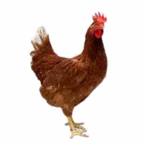 Female Brown Country Live Chicken 