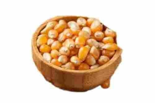 Indian Origin Common Cultivated A Grade Hybrid Edible Corn Seed