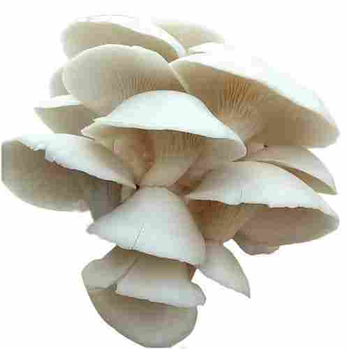 Fresh Raw Button Medium Fresh Oyster Mushrooms