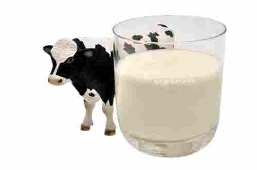 Free From Chemicals No Added Preservatives Fresh Cow Milk