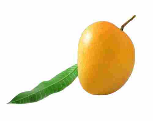 Commonly Cultivated Sweet And Delicious Fresh Alphonso Mango