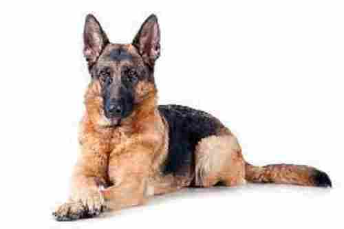 75 To 90 Pound Weight And 10 -12 Age German Shepherd Dog Breed