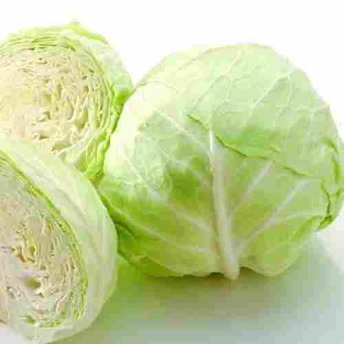 High Quality New Crop Fresh UK Cabbage
