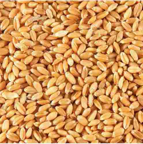 Commonly Cultivated Food Grade Edible Natural Wheat Seeds